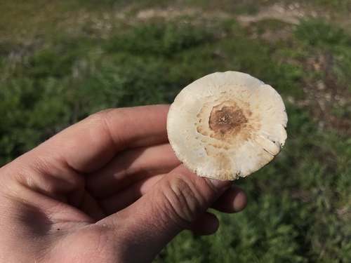 Agaricus micromegethus — photo