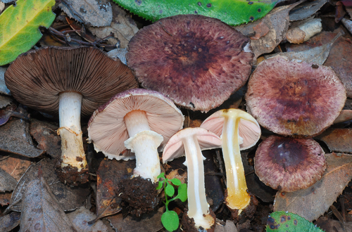 Agaricus micromegethus