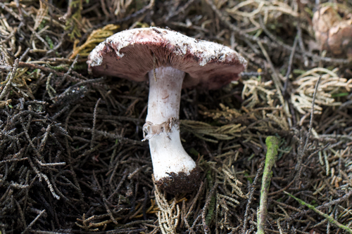 Agaricus pattersoniae — photo