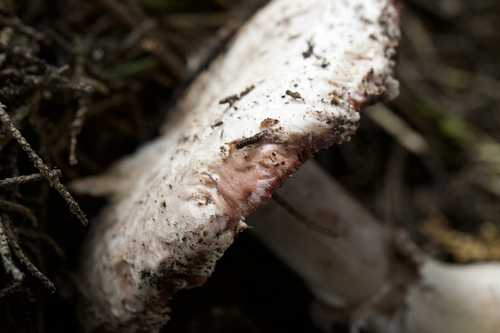 Agaricus pattersoniae — photo