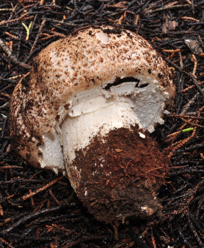 Agaricus pattersoniae