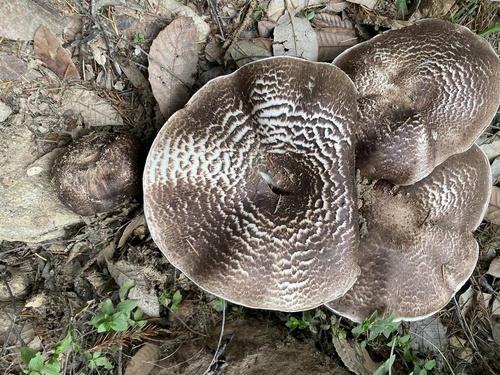 Agaricus perobscurus — photo