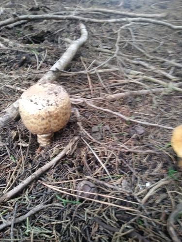Agaricus perobscurus — photo
