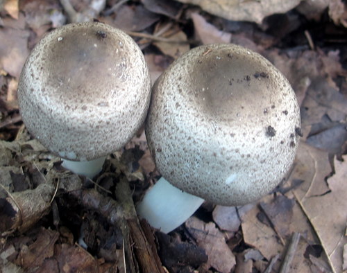 Agaricus placomyces — photo
