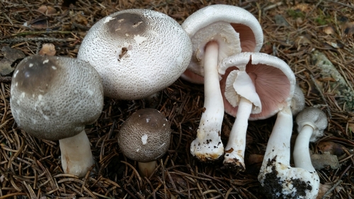 Agaricus placomyces