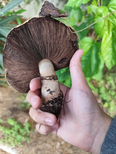 Agaricus rodmanii — photo