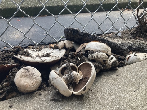 Agaricus rodmanii — photo