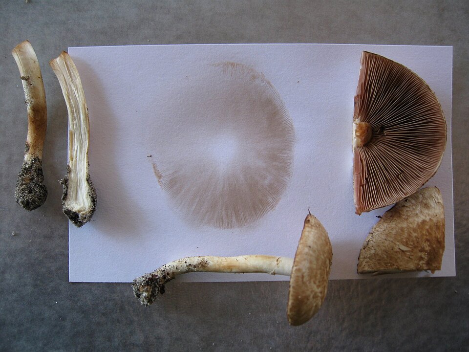 Agaricus semotus — photo