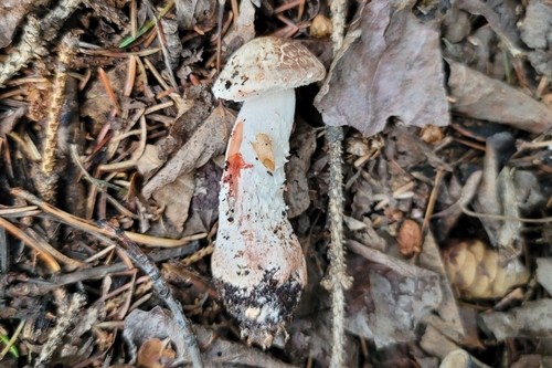 Agaricus silvaticus (Brown wood mushroom) — photo