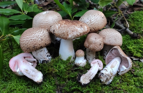 Agaricus silvaticus (Brown wood mushroom) — photo