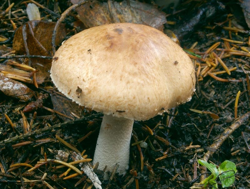 Agaricus silvaticus
