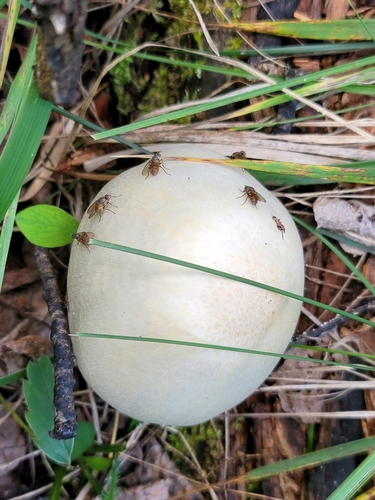 Agaricus silvicola (Wood mushroom) — photo