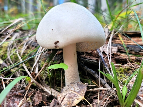 Agaricus silvicola (Wood mushroom) — photo