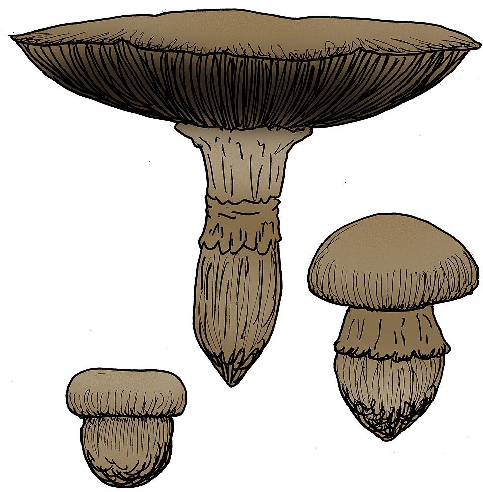Agaricus sinodeliciosus