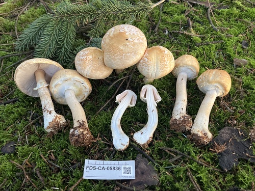 Agaricus smithii — photo