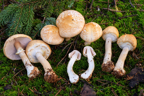 Agaricus smithii