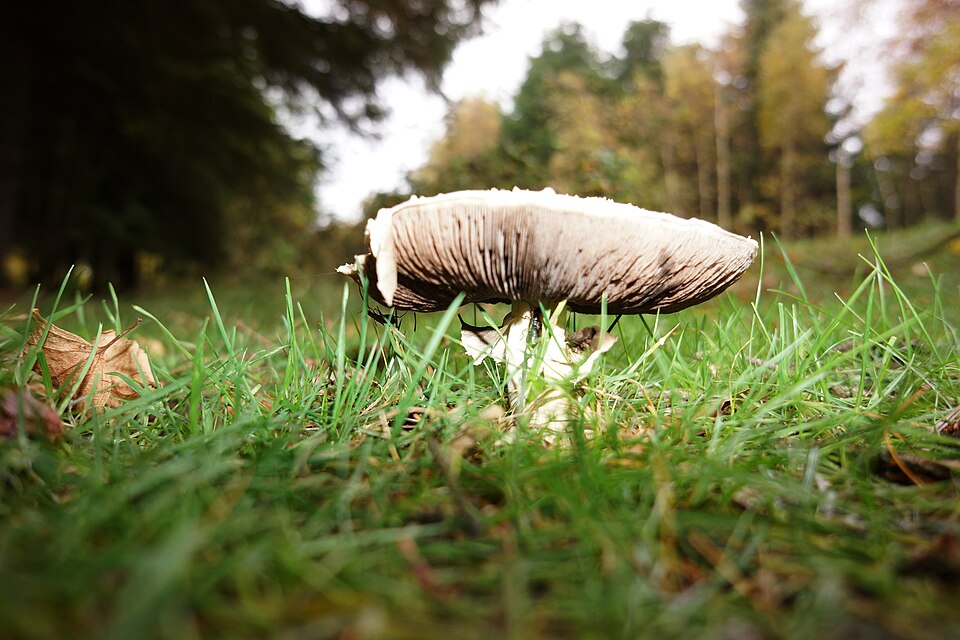 Agaricus spp (Mushroom) — photo