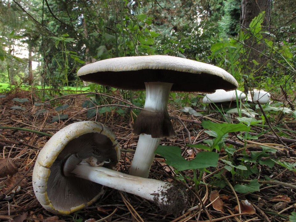 Agaricus spp