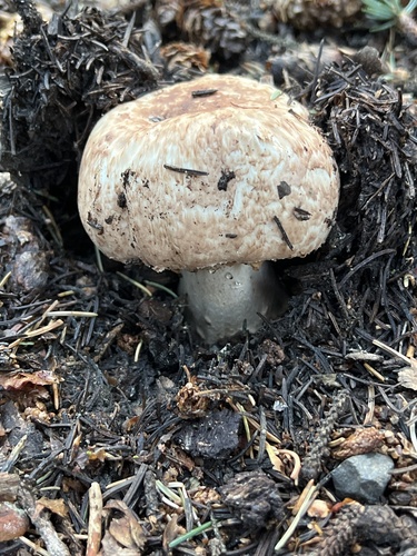 Agaricus squamulifer var. caroli — photo