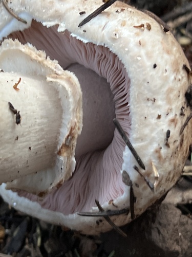 Agaricus squamulifer var. caroli — photo