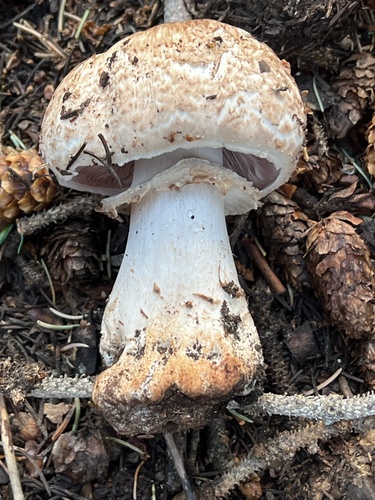 Agaricus squamulifer var. caroli