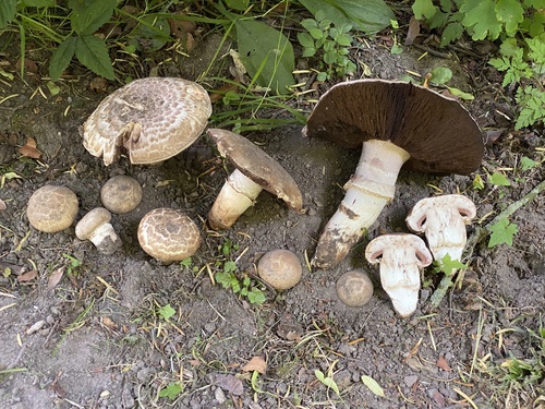 Agaricus subperonatus (Torn-edged mushroom) — photo