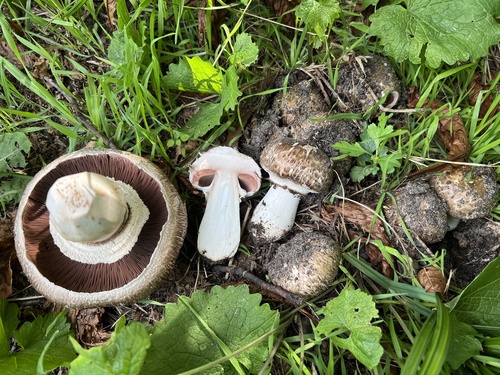 Agaricus subperonatus (Torn-edged mushroom) — photo