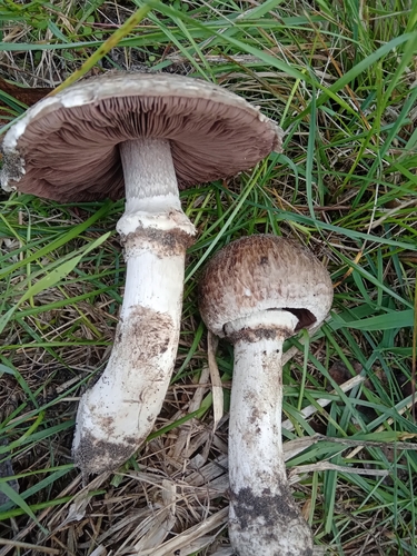 Agaricus subperonatus