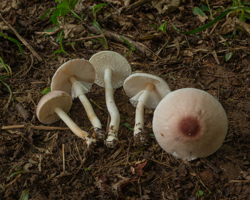Agaricus subrufescens (Almond-flavoured mushroom) — photo
