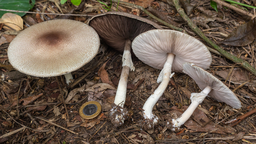 Agaricus subrufescens (Almond-flavoured mushroom) — photo