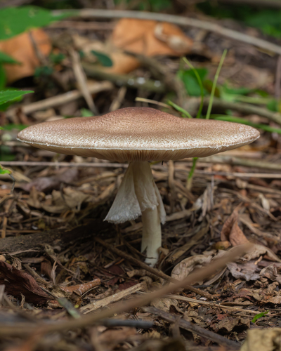 Agaricus subrufescens