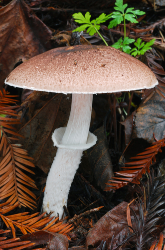 Agaricus subrutilescens (Wine colored Agaricus) — photo