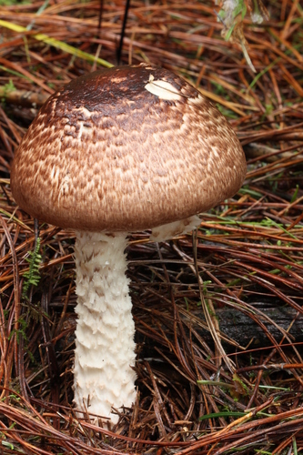 Agaricus subrutilescens (Wine colored Agaricus) — photo
