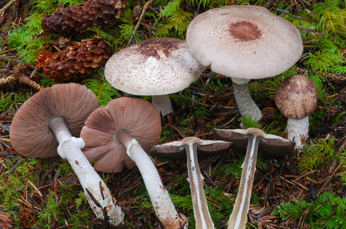 Agaricus subrutilescens
