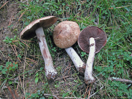 Agaricus sylvaticus — photo
