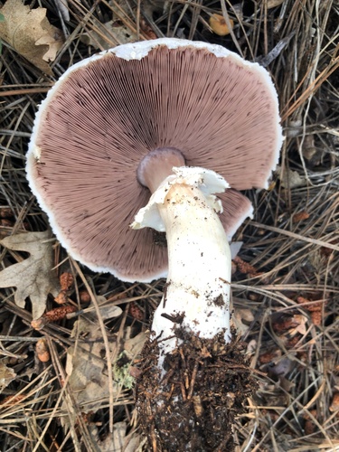 Agaricus sylvaticus — photo