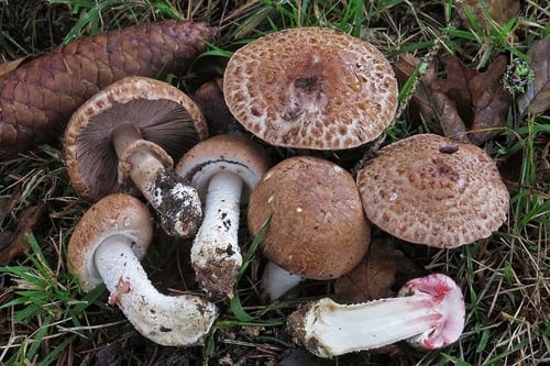 Agaricus sylvaticus