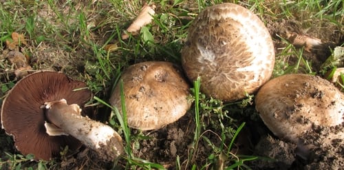 Agaricus vaporarius (Clustered mushroom) — photo