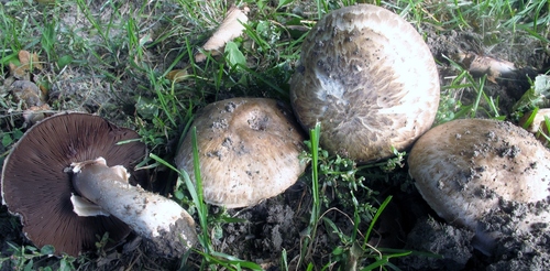 Agaricus vaporarius (Clustered mushroom) — photo