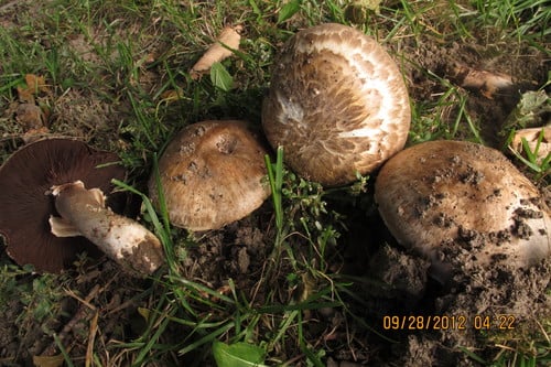 Agaricus vaporarius