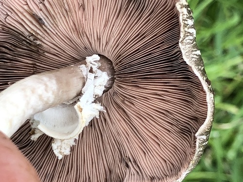Agaricus volvatulus — photo