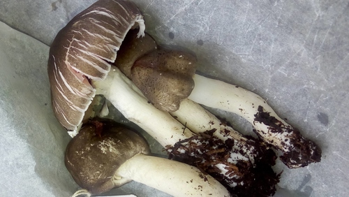 Agaricus volvatulus — photo