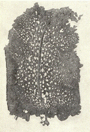 Agarum turneri — photo
