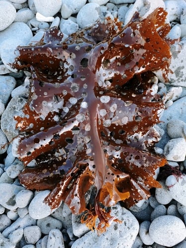 Agaraceae
