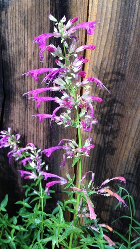 Agastache cana (Hoary balm of Gilead) — photo