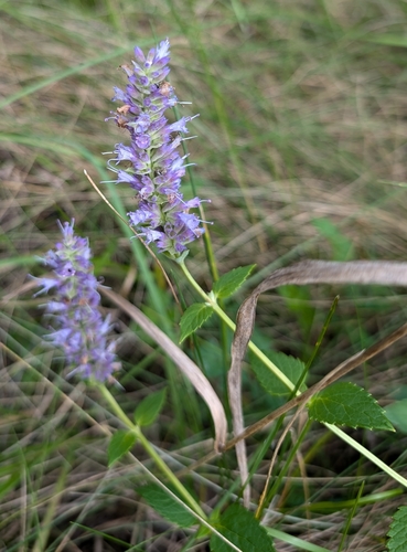 Agastache foeniculum (Anise Hyssop) — photo
