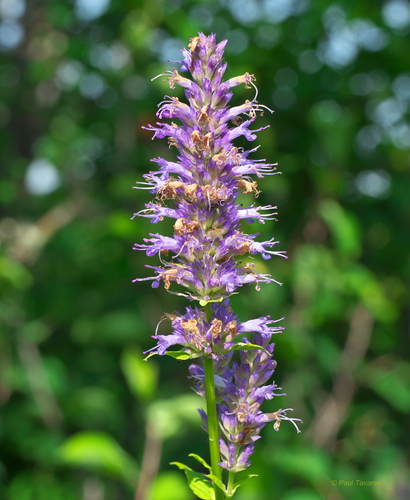 Agastache foeniculum (Anise Hyssop) — photo