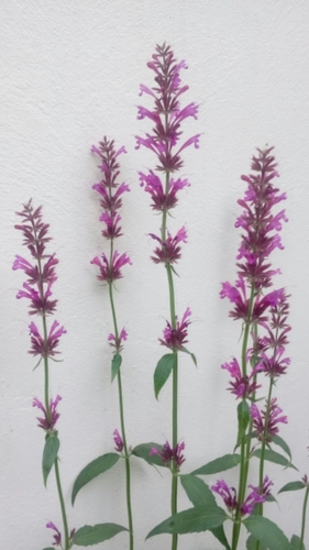 Agastache mexicana (Mexican giant hyssop) — photo