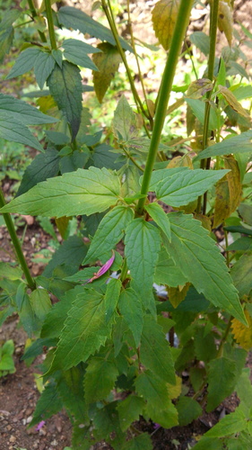 Agastache mexicana (Mexican giant hyssop) — photo