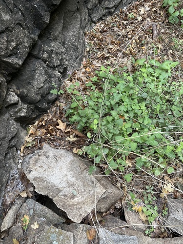 Agastache neomexicana (New Mexico giant hyssop) — photo